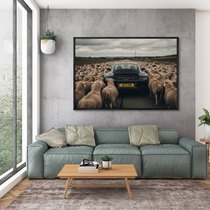 Black Sheep