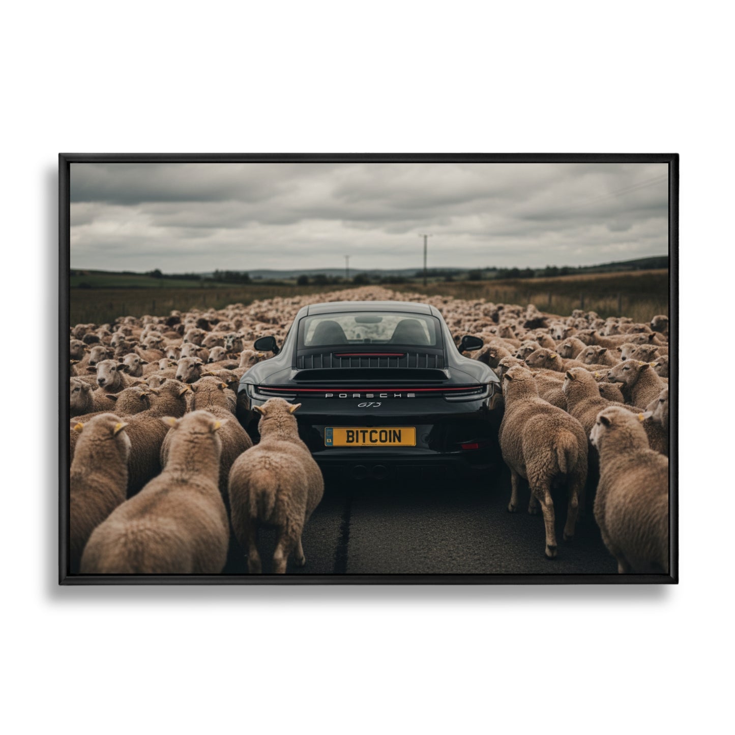 Black Sheep