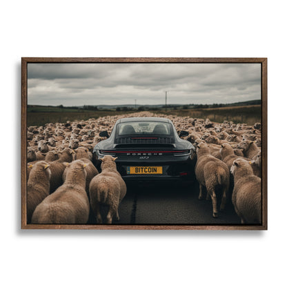 Black Sheep