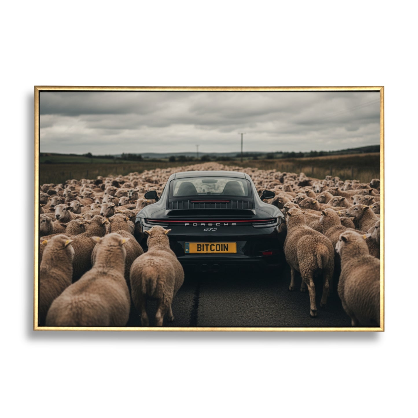 Black Sheep