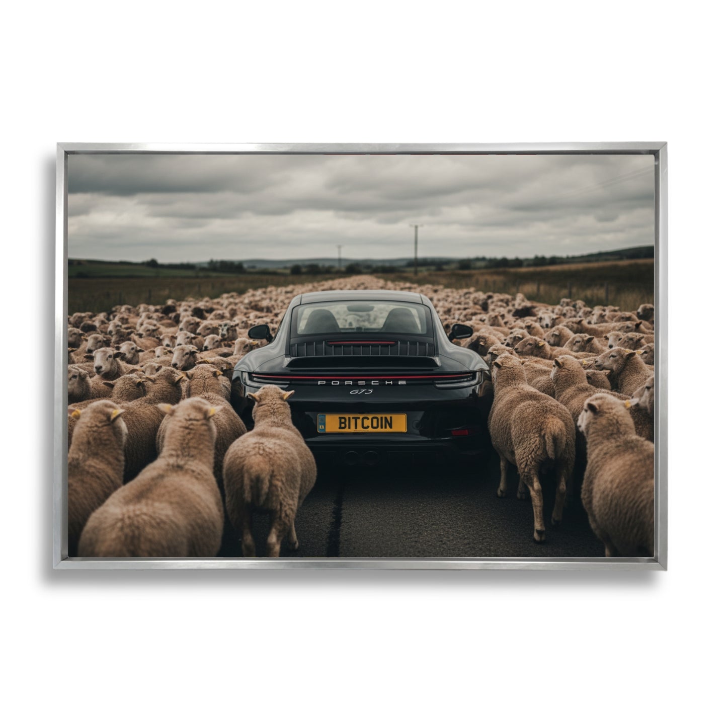 Black Sheep