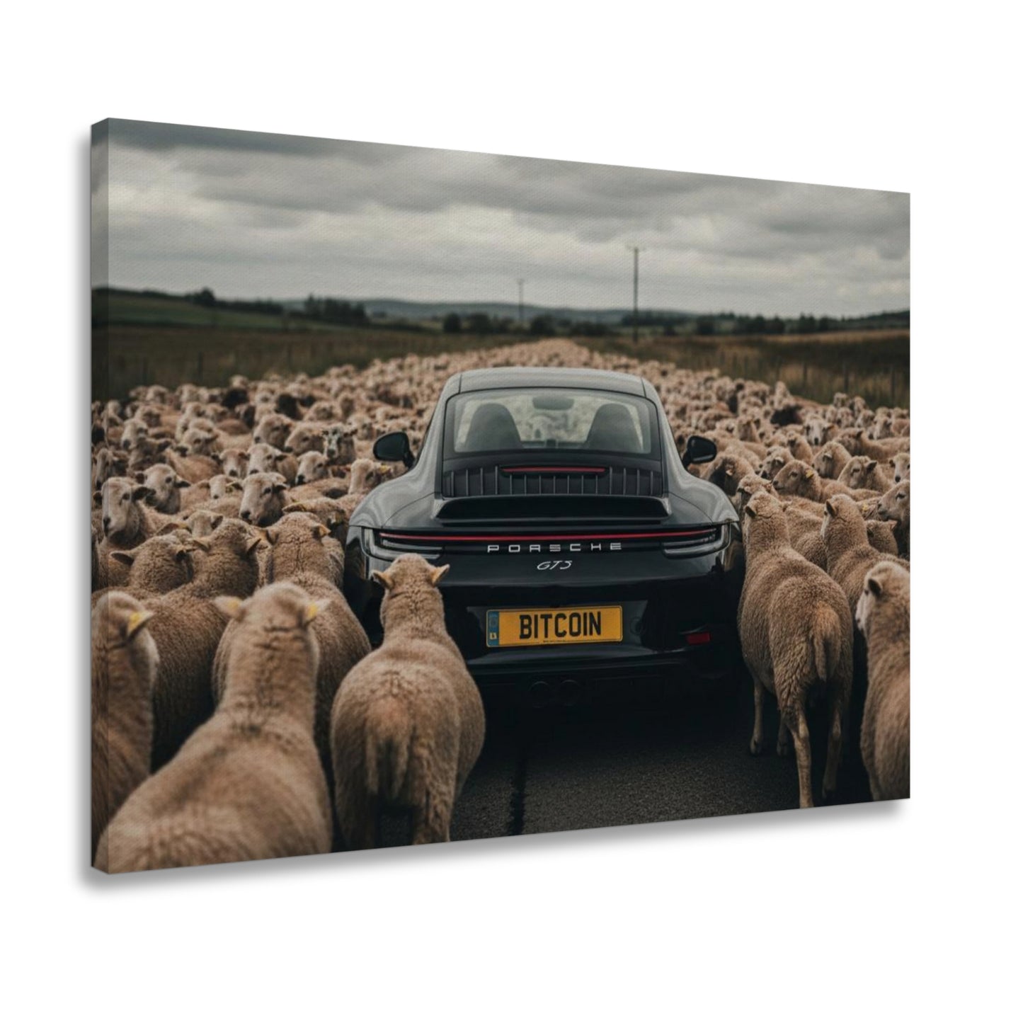 Black Sheep
